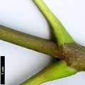 SpeciesSub: var. sachalinense